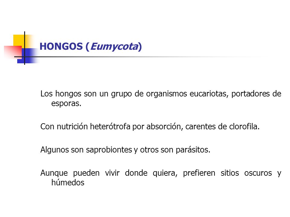 HONGOS (Eumycota) Los hongos son un grupo de organismos eucariotas, portadores de esporas.