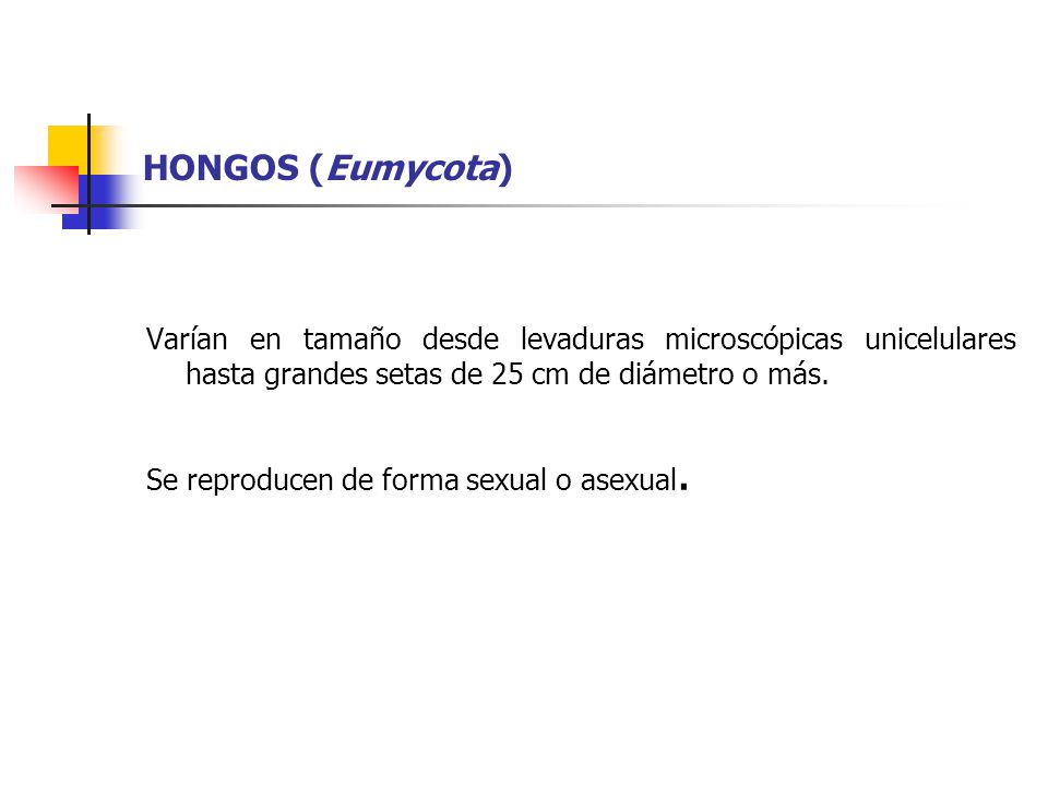 HONGOS (Eumycota) Varían en tamaño desde levaduras microscópicas unicelulares hasta grandes setas de 25 cm de diámetro o más.