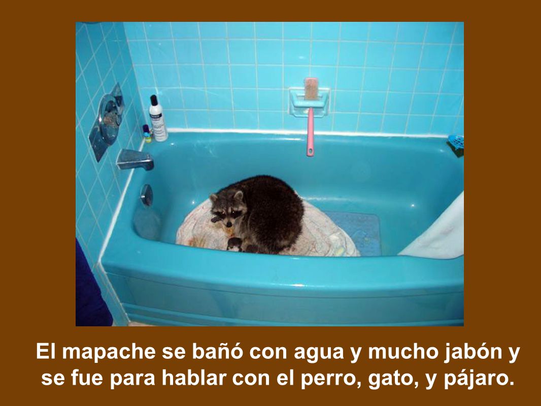 El mapache se bañó con agua y mucho jabón y se fue para hablar con el perro, gato, y pájaro.