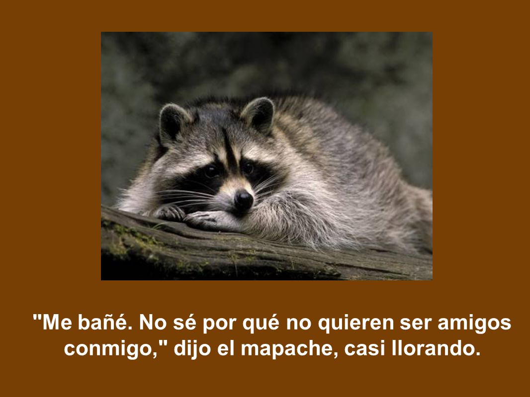 Me bañé. No sé por qué no quieren ser amigos conmigo, dijo el mapache, casi llorando.