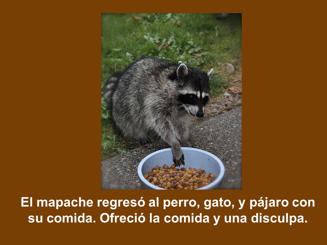 El mapache regresó al perro, gato, y pájaro con su comida