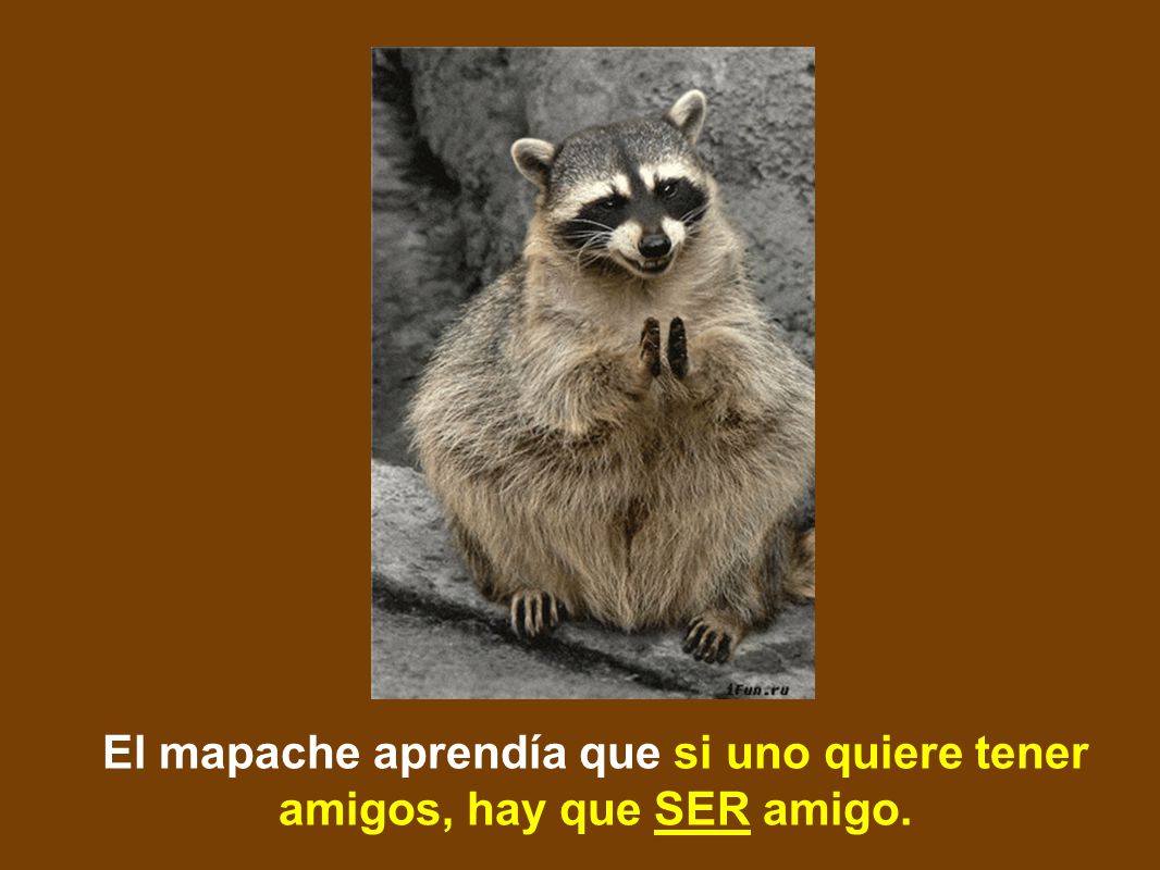 El mapache aprendía que si uno quiere tener amigos, hay que SER amigo.