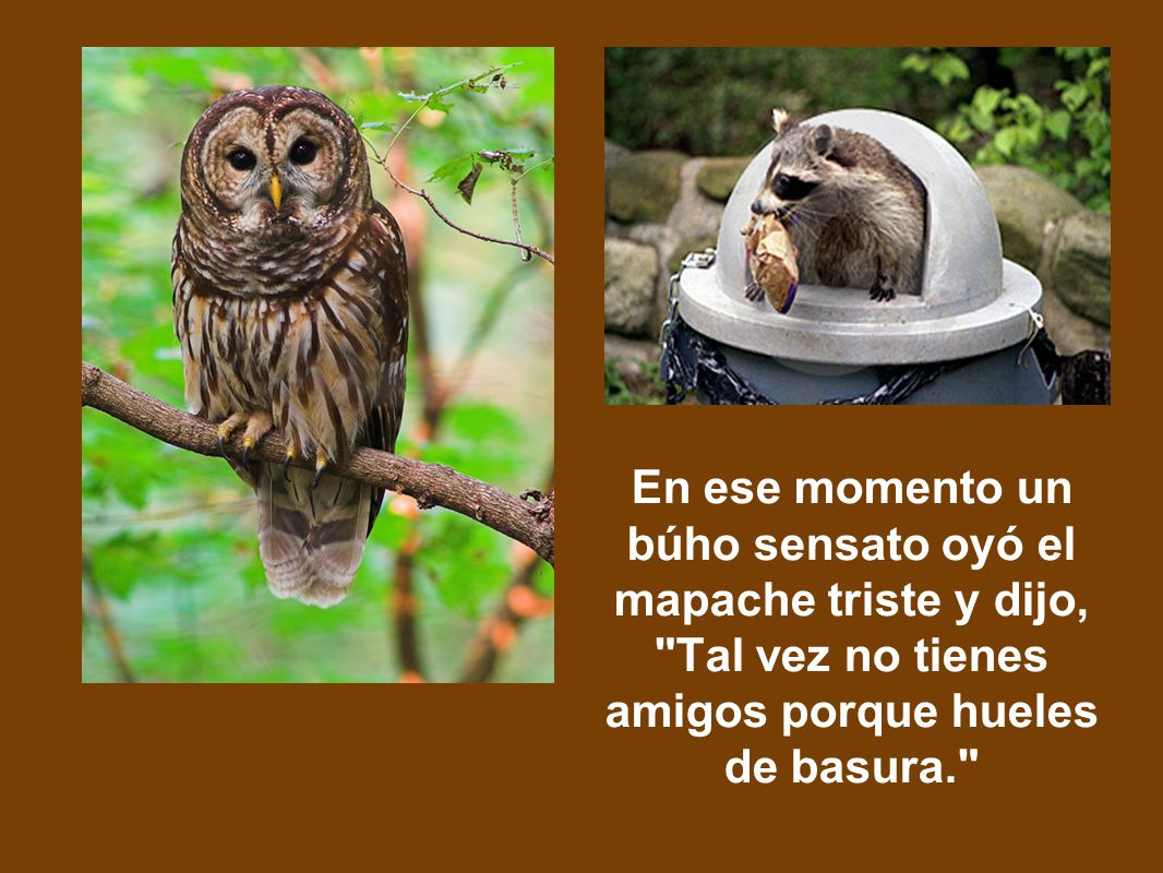 En ese momento un búho sensato oyó el mapache triste y dijo, Tal vez no tienes amigos porque hueles de basura.