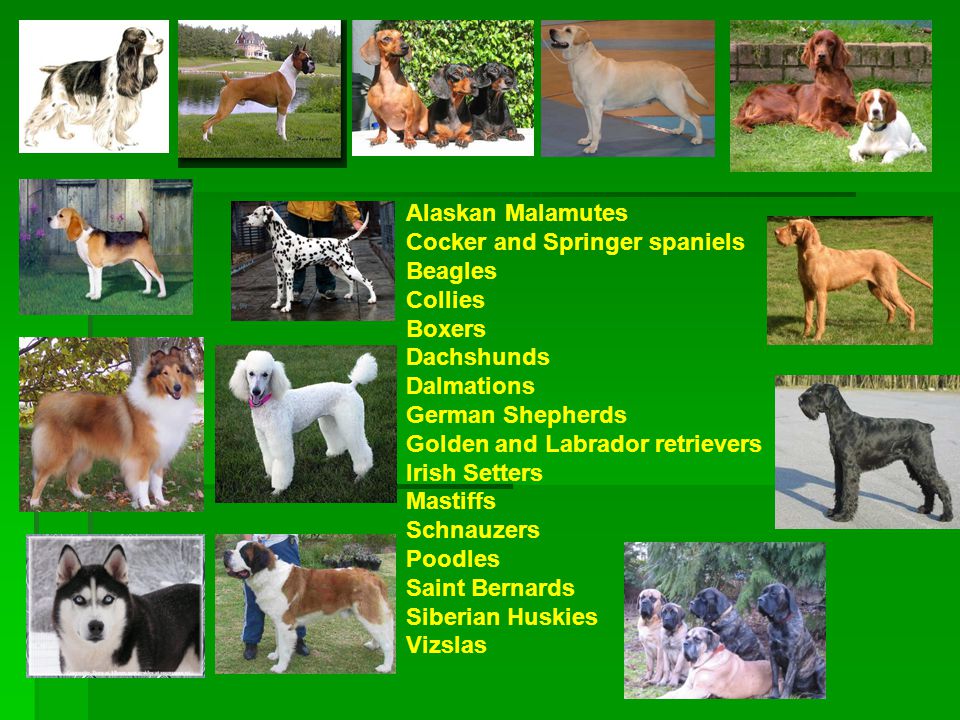 Alaskan Malamutes Cocker and Springer spaniels. Beagles. Collies. Boxers. Dachshunds. Dalmations.