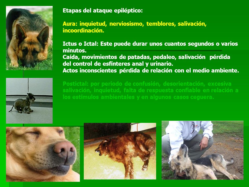 Etapas del ataque epiléptico: Aura: inquietud, nerviosismo, temblores, salivación, incoordinación. Ictus o Ictal: Este puede durar unos cuantos segundos o varios minutos.