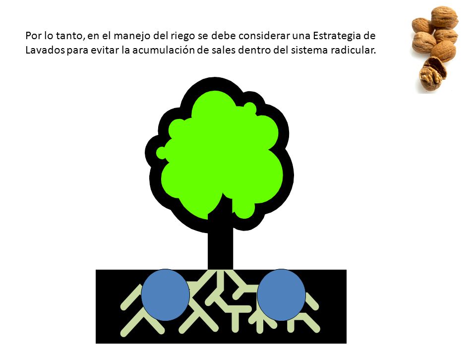 Por lo tanto, en el manejo del riego se debe considerar una Estrategia de Lavados para evitar la acumulación de sales dentro del sistema radicular.