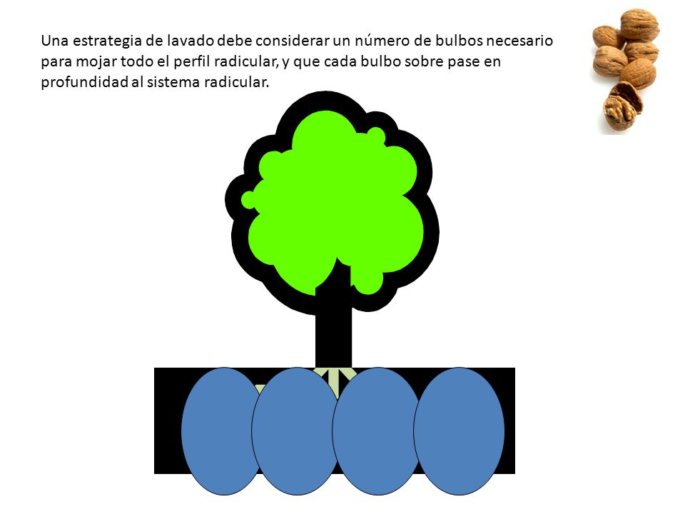 Una estrategia de lavado debe considerar un número de bulbos necesario para mojar todo el perfil radicular, y que cada bulbo sobre pase en profundidad al sistema radicular.