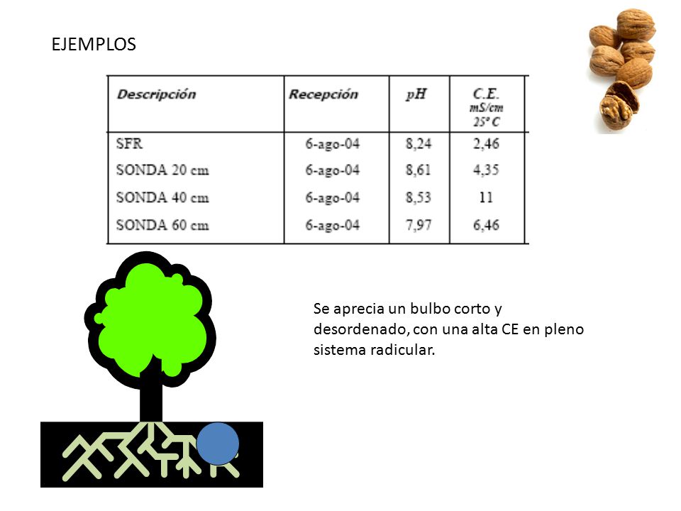 EJEMPLOS Se aprecia un bulbo corto y desordenado, con una alta CE en pleno sistema radicular.