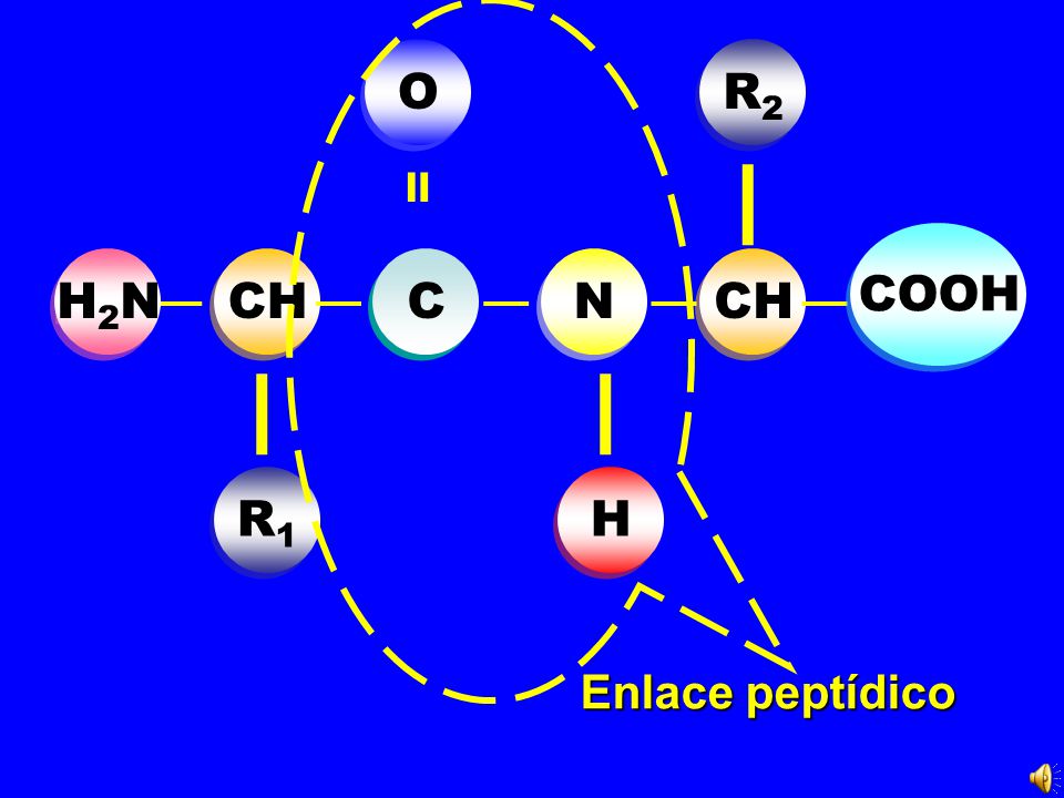 | _ _ _ _ _ | | = O R2 COOH H2N CH C N CH R1 H Enlace peptídico