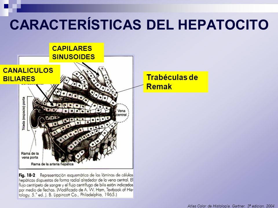 CARACTERÍSTICAS DEL HEPATOCITO
