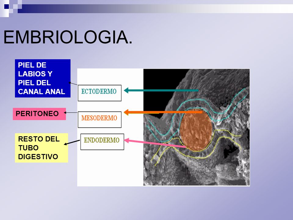 EMBRIOLOGIA. PIEL DE LABIOS Y PIEL DEL CANAL ANAL PERITONEO