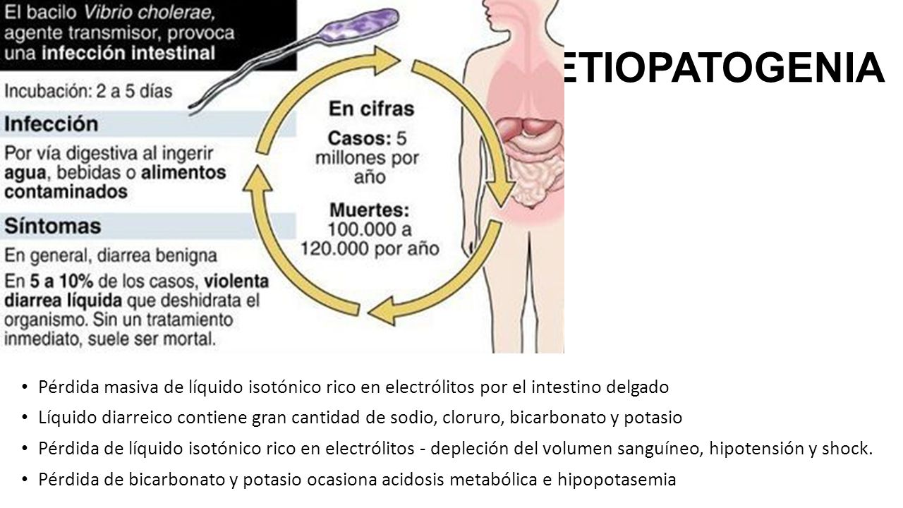 ETIOPATOGENIA Pérdida masiva de líquido isotónico rico en electrólitos por el intestino delgado.