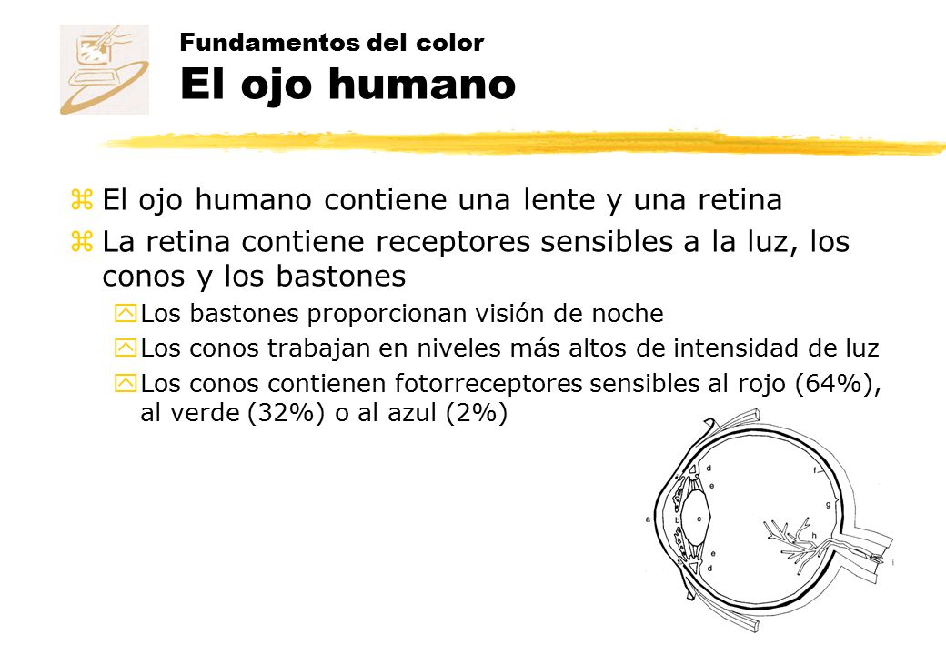 Fundamentos del color El ojo humano