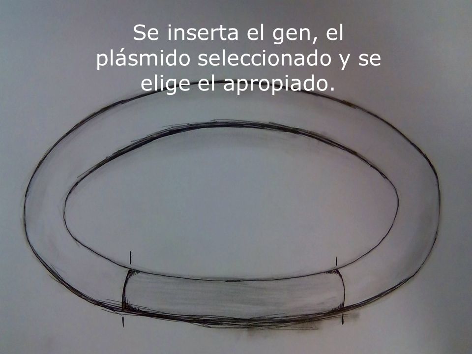 Se inserta el gen, el plásmido seleccionado y se elige el apropiado.
