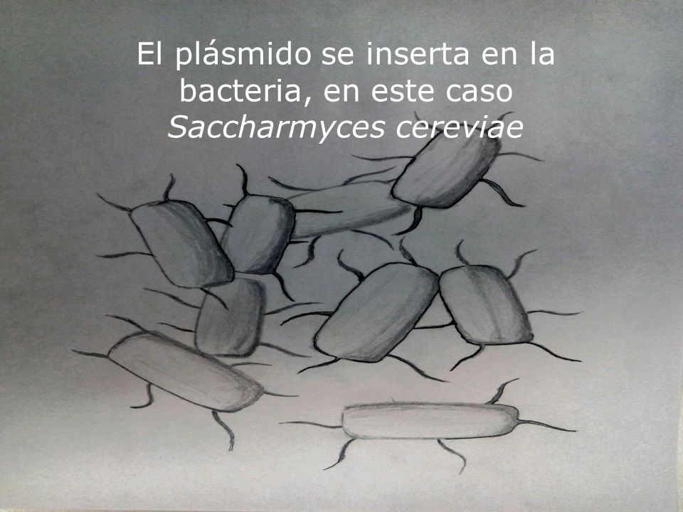 El plásmido se inserta en la bacteria, en este caso Saccharmyces cereviae