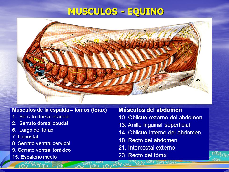 MUSCULOS - EQUINO Músculos del abdomen 10. Oblicuo externo del abdomen