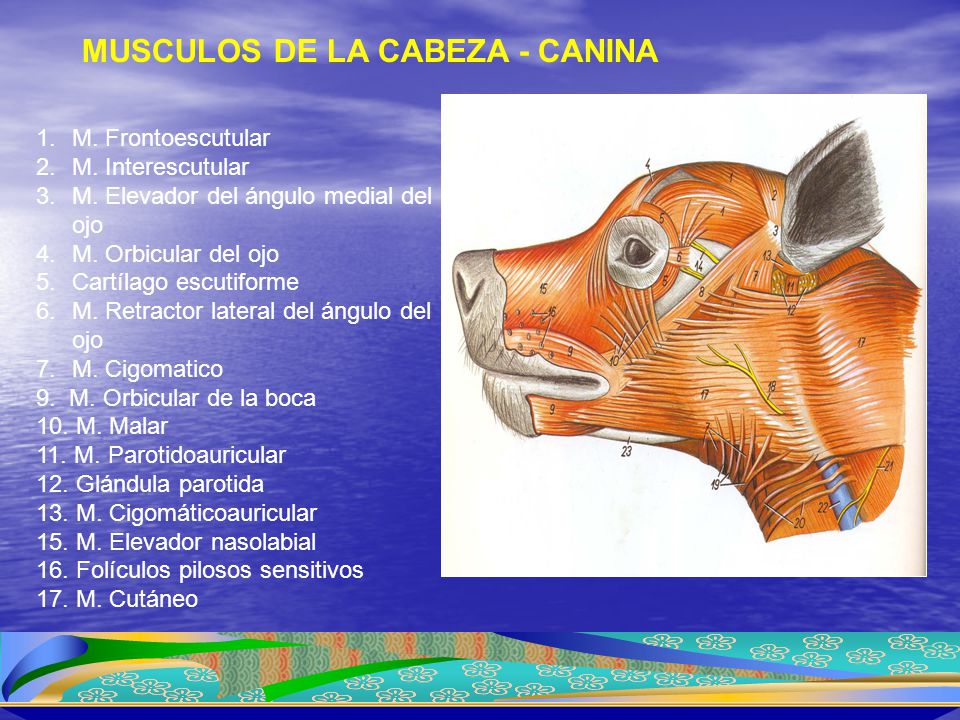 MUSCULOS DE LA CABEZA - CANINA