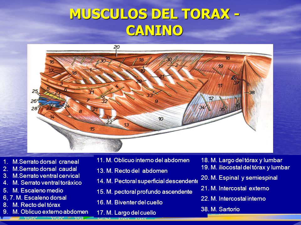 MUSCULOS DEL TORAX - CANINO