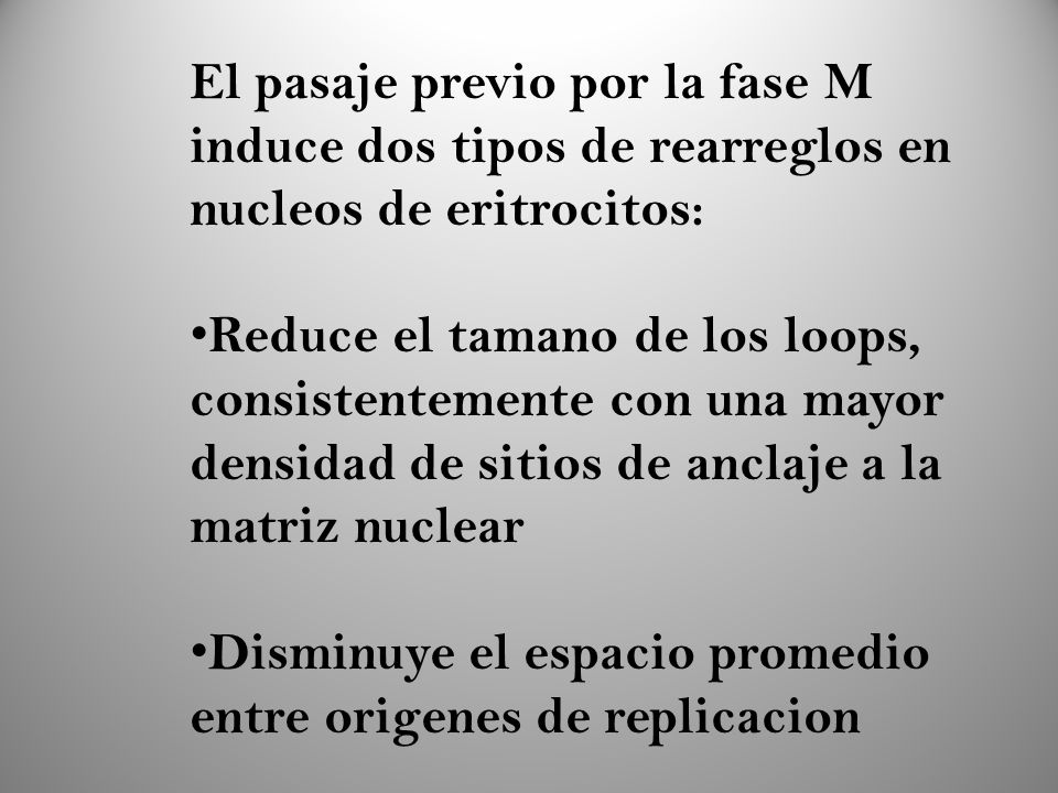 El pasaje previo por la fase M induce dos tipos de rearreglos en nucleos de eritrocitos: