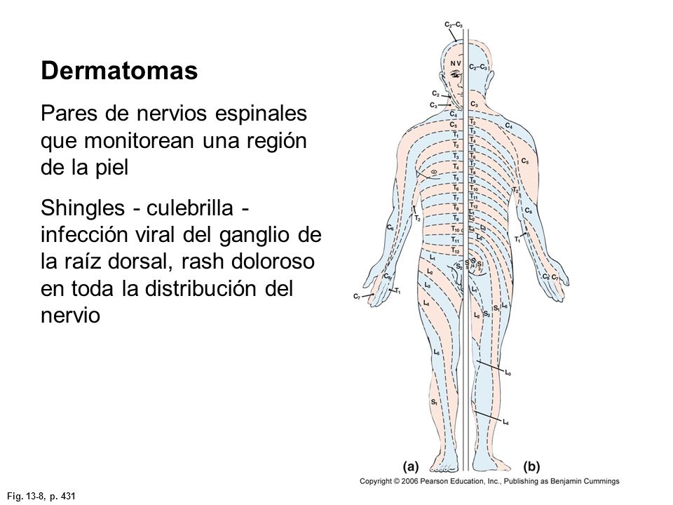 Dermatomas Pares de nervios espinales que monitorean una región de la piel.