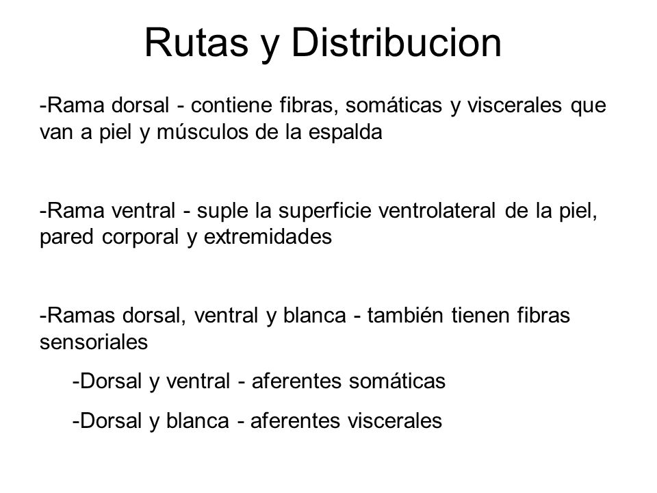 Rutas y Distribucion Rama dorsal - contiene fibras, somáticas y viscerales que van a piel y músculos de la espalda.
