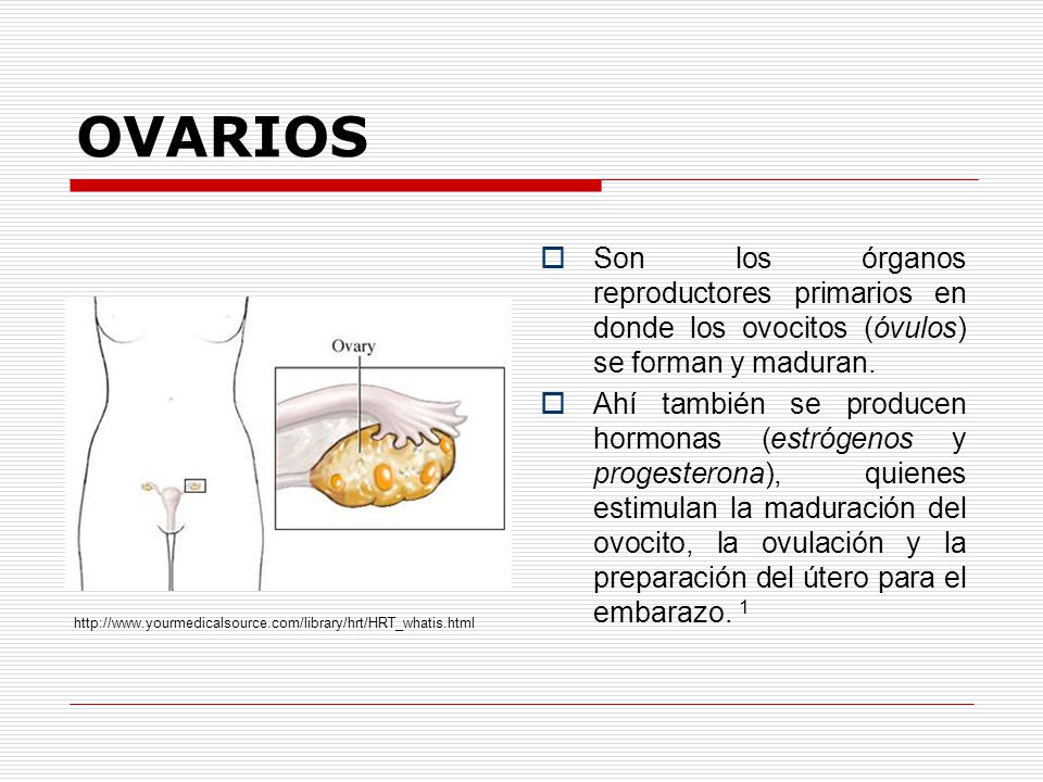 OVARIOS Son los órganos reproductores primarios en donde los ovocitos (óvulos) se forman y maduran.
