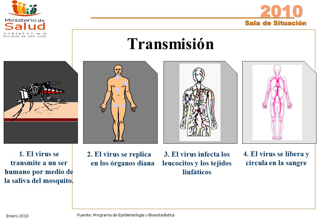 Transmisión 1. El virus se transmite a un ser humano por medio de la saliva del mosquito. 2. El virus se replica.