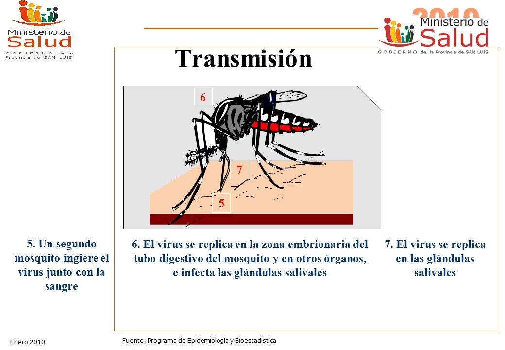 Transmisión Un segundo mosquito ingiere el virus junto con la sangre.
