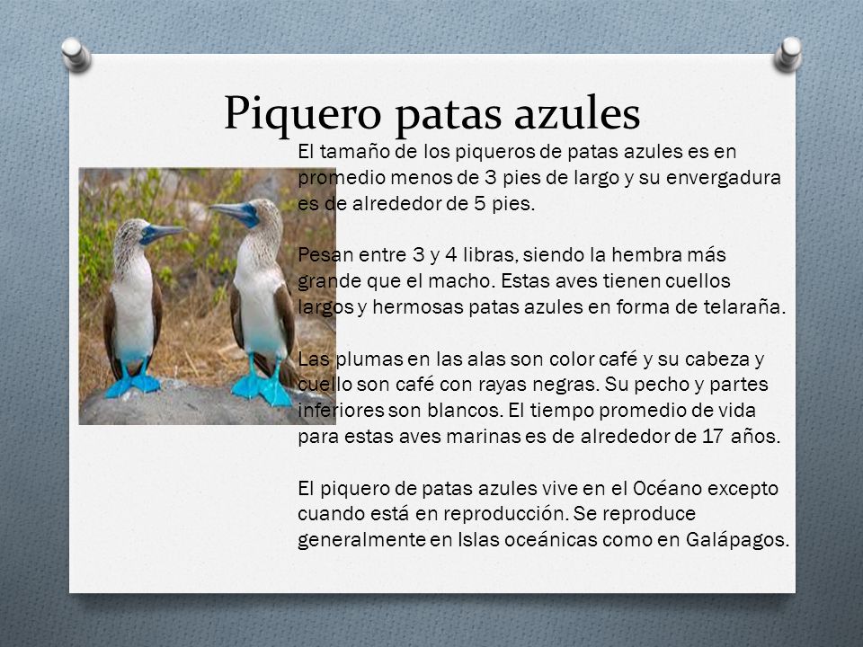 Piquero patas azules El tamaño de los piqueros de patas azules es en promedio menos de 3 pies de largo y su envergadura es de alrededor de 5 pies.