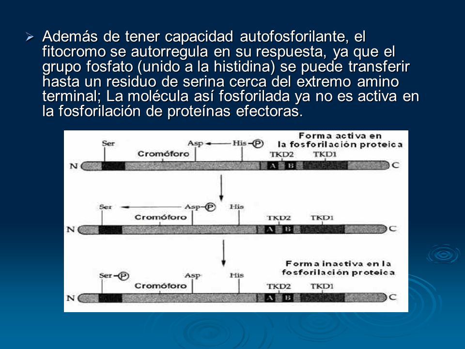 Además de tener capacidad autofosforilante, el fitocromo se autorregula en su respuesta, ya que el grupo fosfato (unido a la histidina) se puede transferir hasta un residuo de serina cerca del extremo amino terminal; La molécula así fosforilada ya no es activa en la fosforilación de proteínas efectoras.