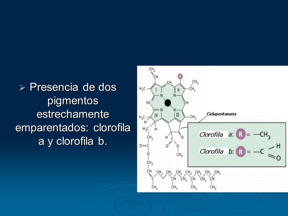 Presencia de dos pigmentos estrechamente emparentados: clorofila a y clorofila b.