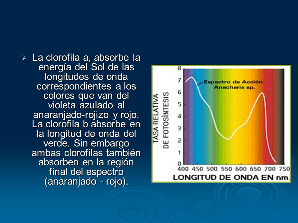La clorofila a, absorbe la energía del Sol de las longitudes de onda correspondientes a los colores que van del violeta azulado al anaranjado-rojizo y rojo.