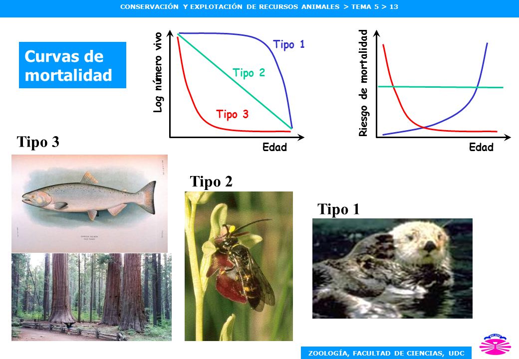 Curvas de mortalidad Tipo 3 Tipo 2 Tipo 1 Log número vivo Edad