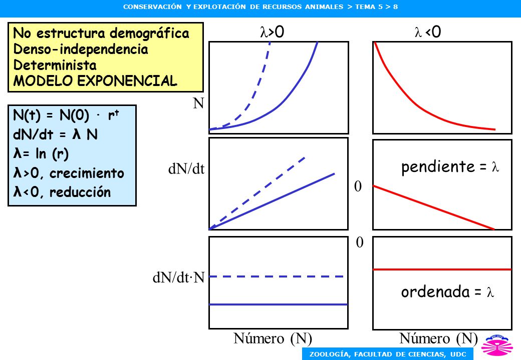 λ>0 N Tiempo dN/dt pendiente = λ dN/dt·N ordenada = λ Número (N)