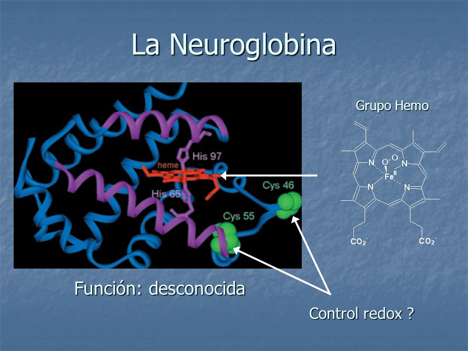 La Neuroglobina Grupo Hemo Función: desconocida Control redox