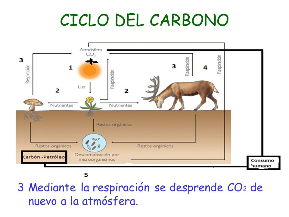 CICLO DEL CARBONO 3 Mediante la respiración se desprende CO2 de nuevo a la atmósfera.
