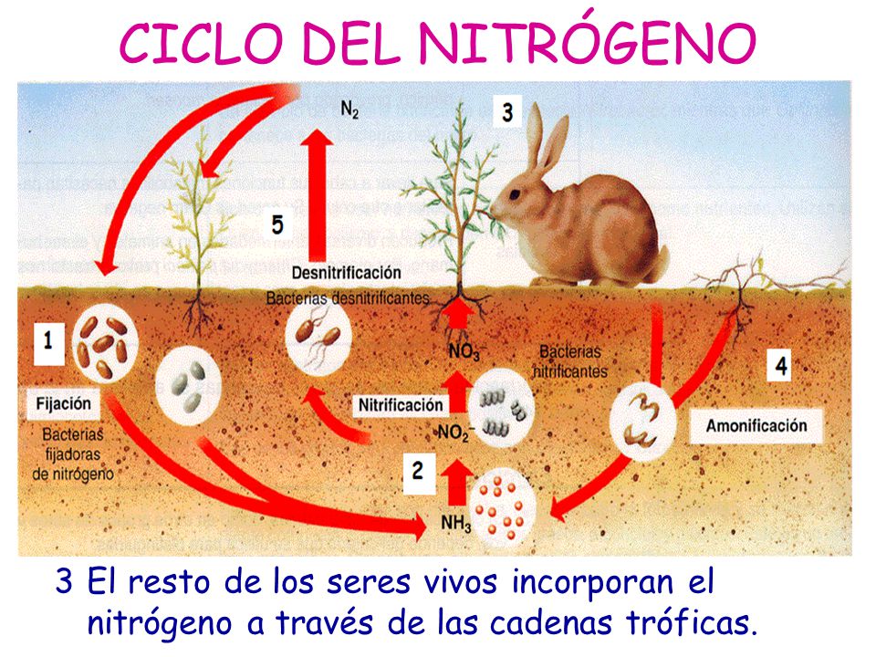 CICLO DEL NITRÓGENO 3 El resto de los seres vivos incorporan el nitrógeno a través de las cadenas tróficas.