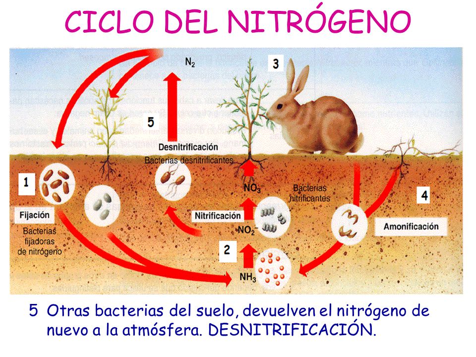 CICLO DEL NITRÓGENO 5 Otras bacterias del suelo, devuelven el nitrógeno de nuevo a la atmósfera.