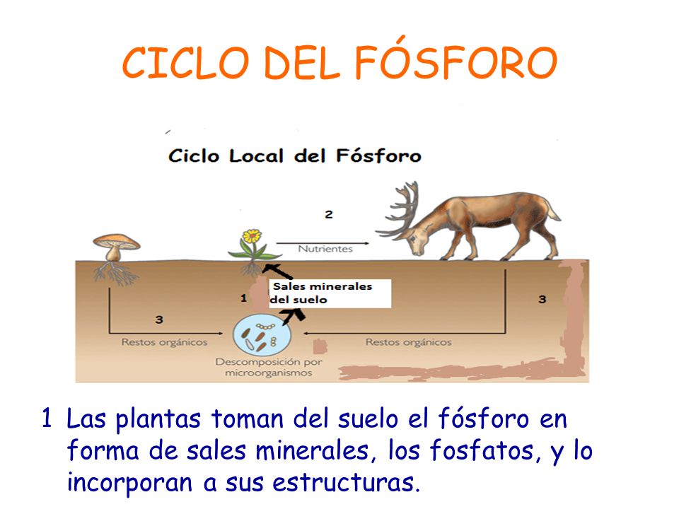 CICLO DEL FÓSFORO 1 Las plantas toman del suelo el fósforo en forma de sales minerales, los fosfatos, y lo incorporan a sus estructuras.