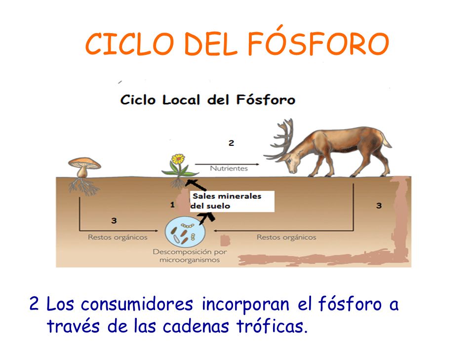 CICLO DEL FÓSFORO 2 Los consumidores incorporan el fósforo a través de las cadenas tróficas.