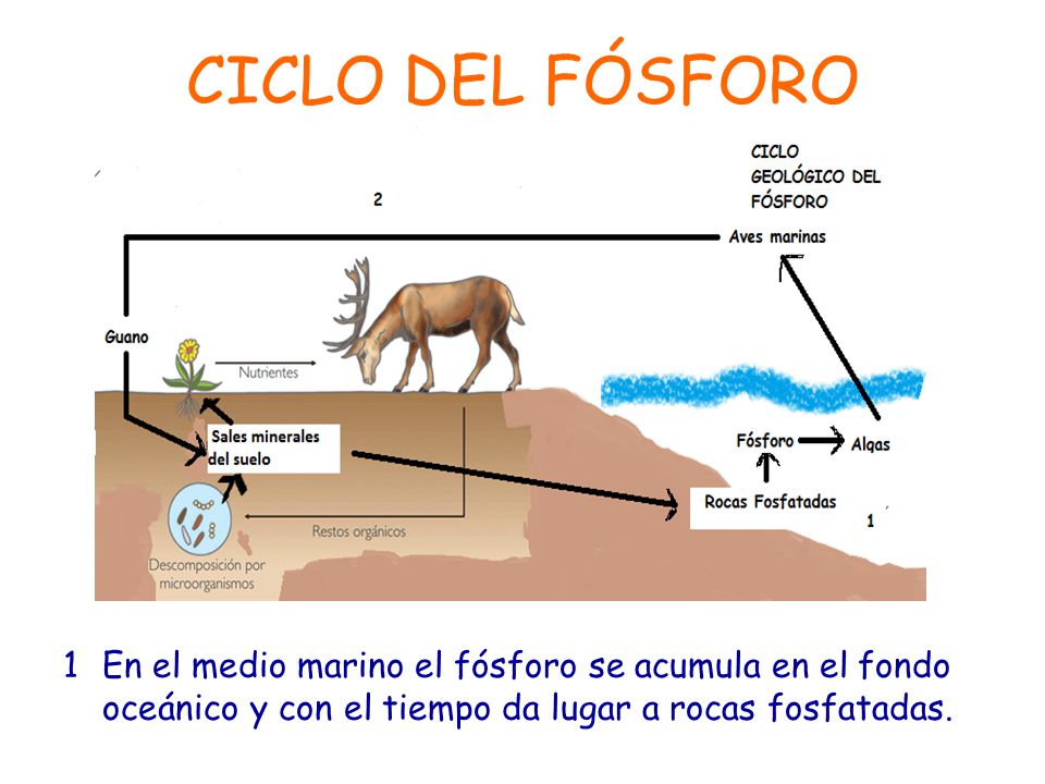 CICLO DEL FÓSFORO 1 En el medio marino el fósforo se acumula en el fondo oceánico y con el tiempo da lugar a rocas fosfatadas.