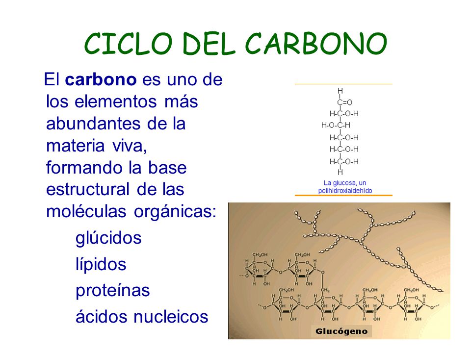 CICLO DEL CARBONO El carbono es uno de los elementos más abundantes de la materia viva, formando la base estructural de las moléculas orgánicas: