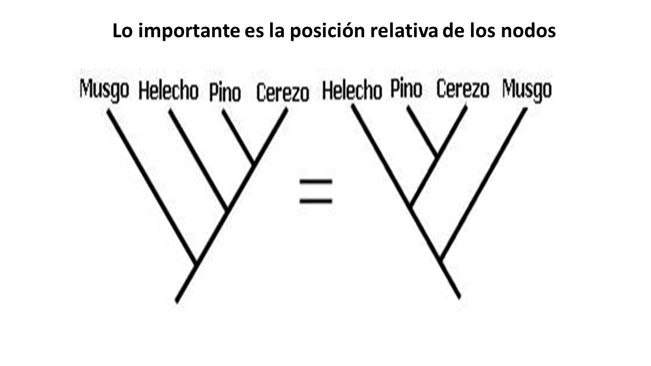 Lo importante es la posición relativa de los nodos