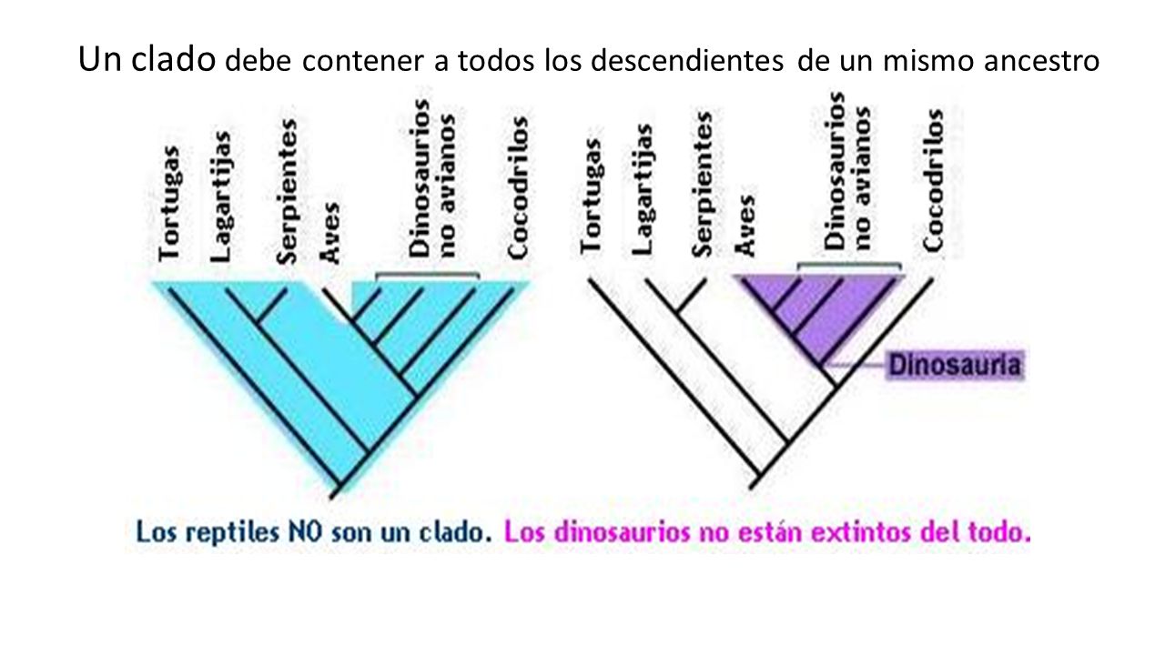 Un clado debe contener a todos los descendientes de un mismo ancestro