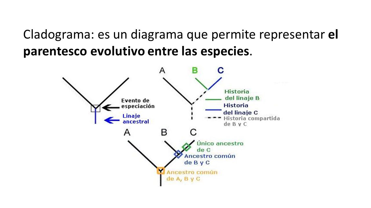 Cladograma: es un diagrama que permite representar el parentesco evolutivo entre las especies.