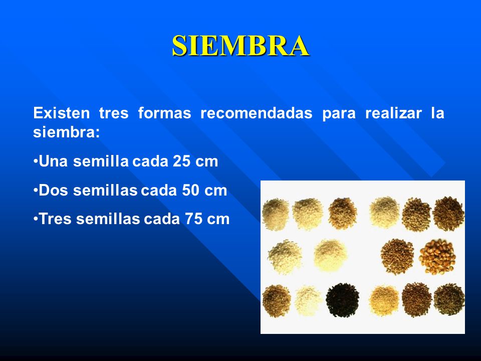 SIEMBRA Existen tres formas recomendadas para realizar la siembra: