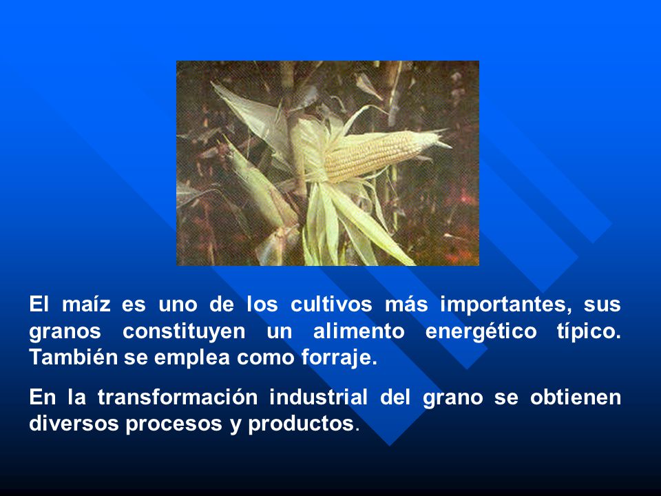 El maíz es uno de los cultivos más importantes, sus granos constituyen un alimento energético típico. También se emplea como forraje.