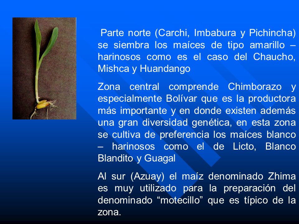 Parte norte (Carchi, Imbabura y Pichincha) se siembra los maíces de tipo amarillo – harinosos como es el caso del Chaucho, Mishca y Huandango