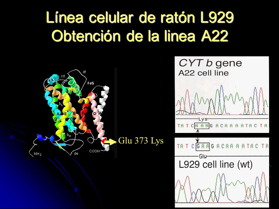 Línea celular de ratón L929 Obtención de la linea A22