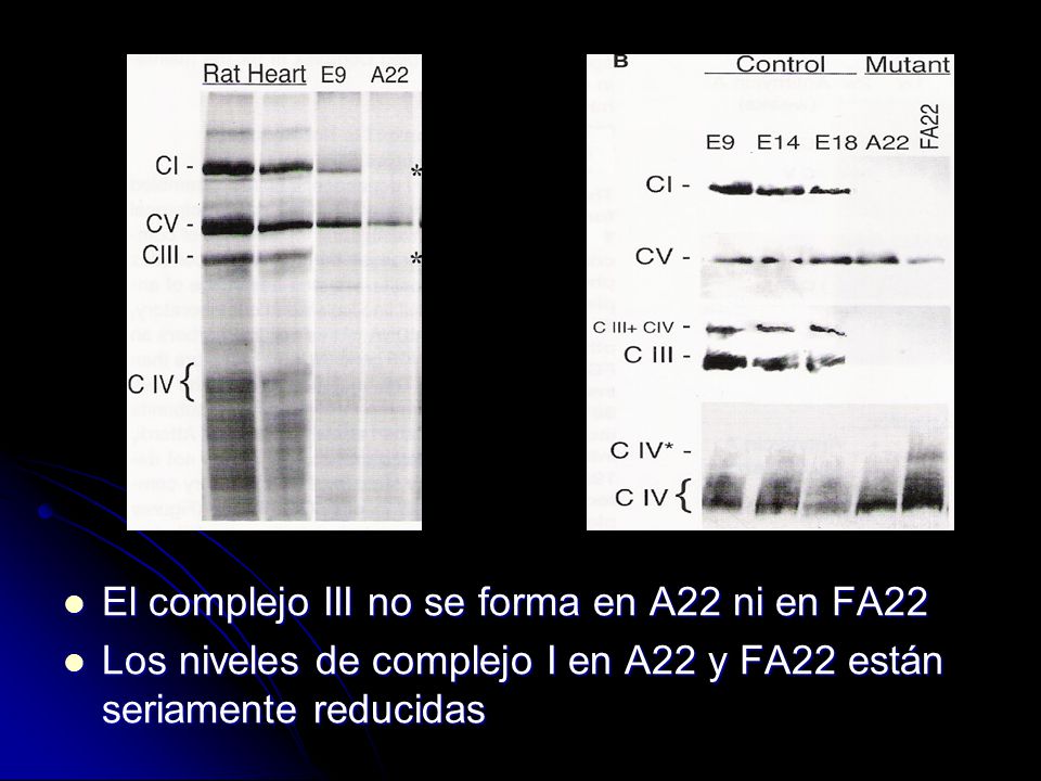 El complejo III no se forma en A22 ni en FA22